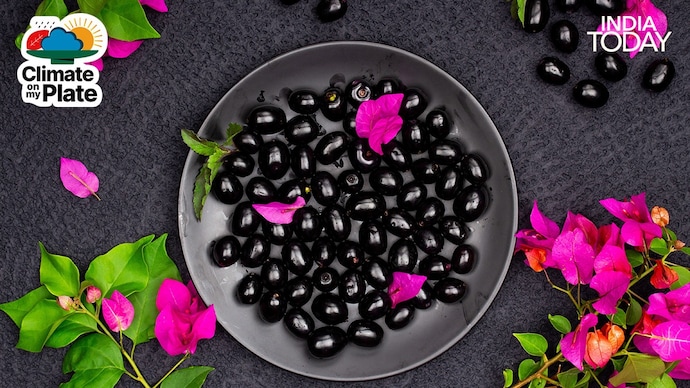 The extraordinary abundance of jamun in summer 2026 is directly linked to the unusually dry pre-monsoon spring, which created ideal conditions for flowering and fruit set. (Photo: Unsplash/Pexels) The extraordinary abundance of jamun in summer 2026 is directly linked to the unusually dry pre-monsoon spring, which created ideal conditions for flowering and fruit set. (Photo: Unsplash/Pexels)