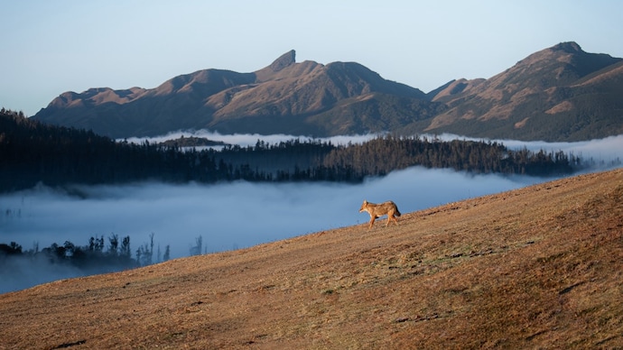 A Golden Jackal is seen against the Nilgiris landscape. (Photo: X/@supriyasahuias) The Nilgiris hold India's natural treasures. Why is it under threat?
