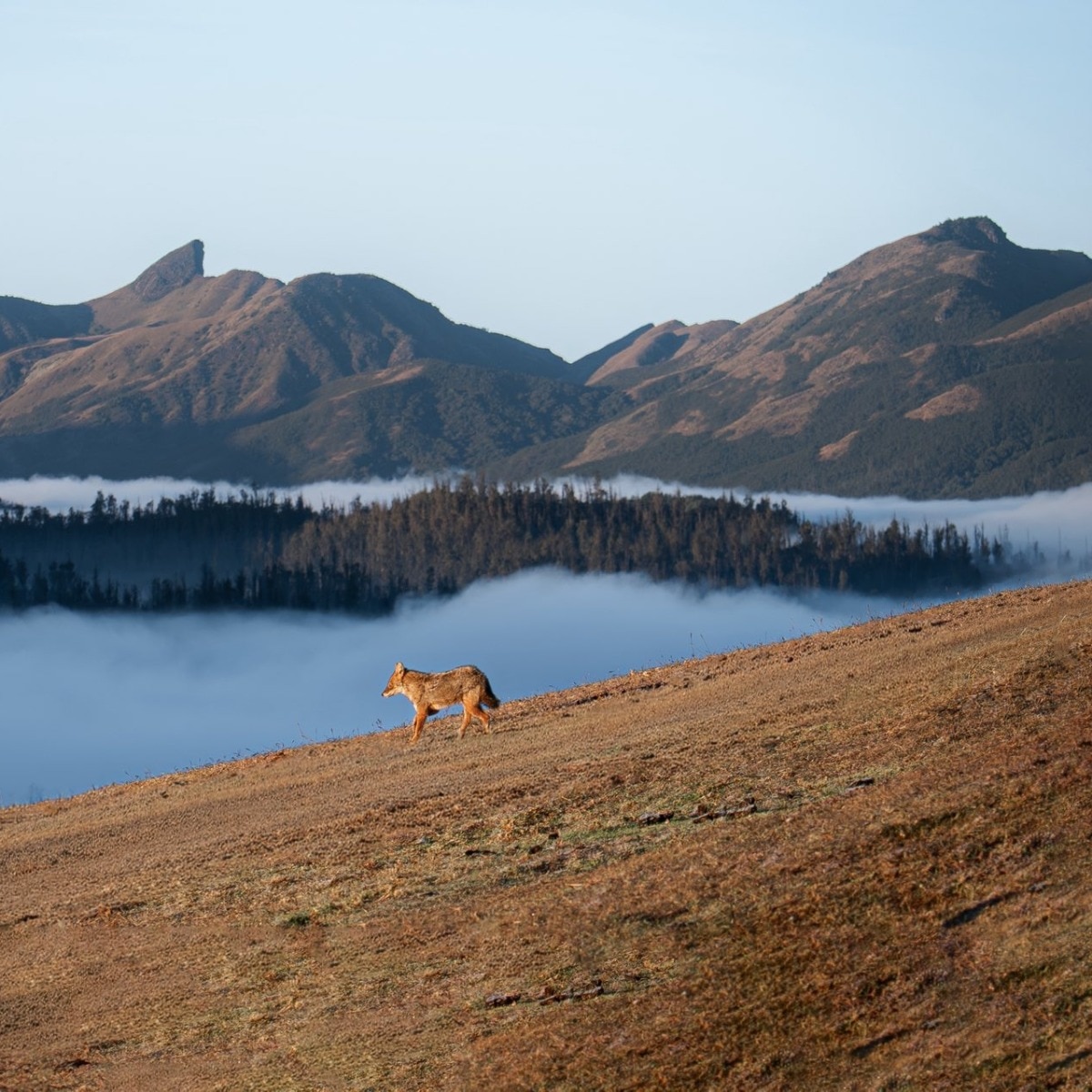 India’s ‘Blue Mountains’ in trouble. What’s threatening the Nilgiris?