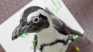 Retirement is tough, unless you're a penguin with 