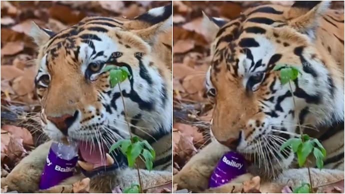 tiger