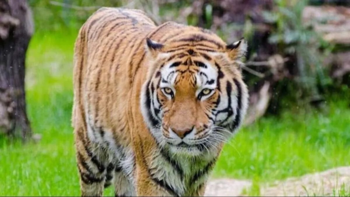 Centre exploring tiger reintroduction in West Bengal: Environment Minister