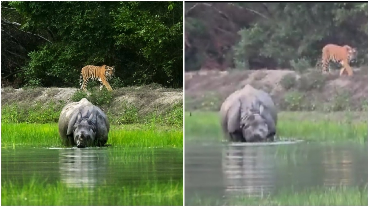Tiger sneaks up behind rhino at waterhole in Dudhw