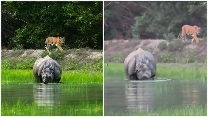 Tiger sneaks up behind rhino at waterhole in Dudhwa, what happens next is fascinating