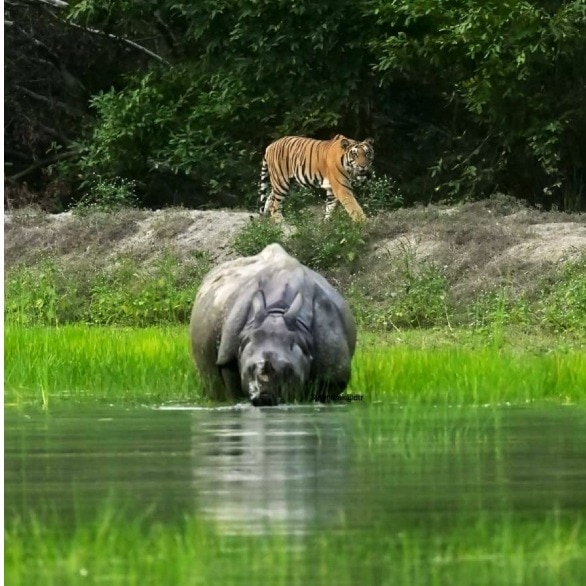 Tiger sneaks up behind rhino at waterhole in Dudhwa, what happens next is fascinating