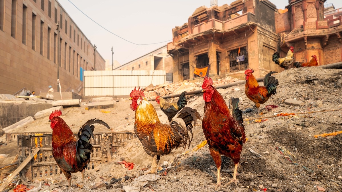 Is Varanasi becoming the world's second vegetarian city?