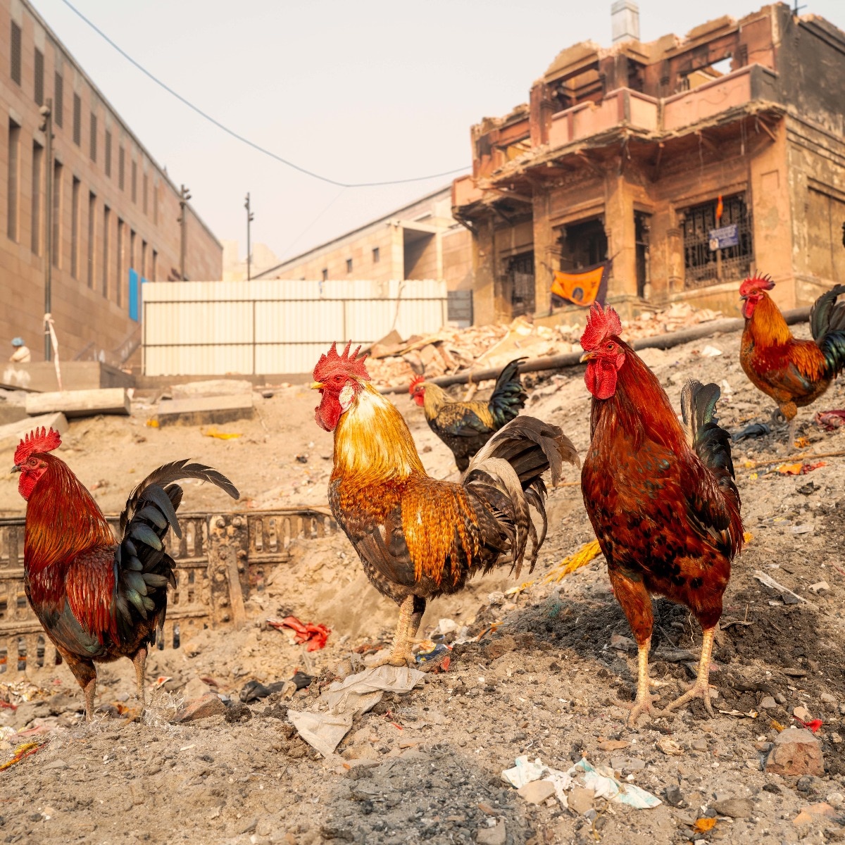Is Varanasi becoming the world's second vegetarian city?