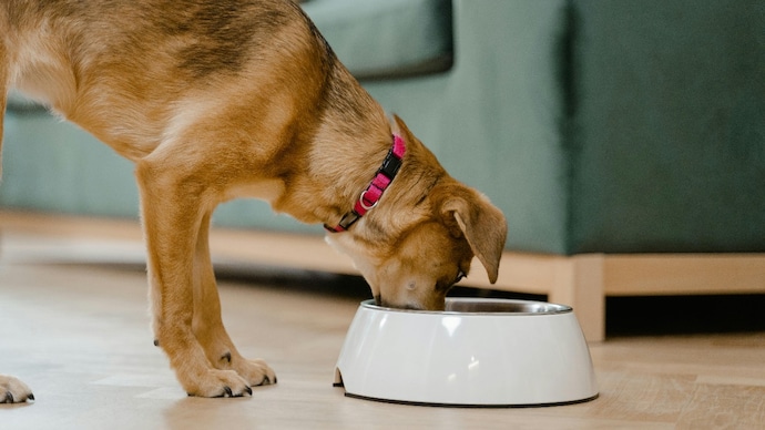 Many pet owners like sharing food with their dogs, but not everything is safe. Here are nine human foods dogs can eat and five they should never have. (Representative Image from Pexels) What truly makes a gut-friendly diet for pets? (Representative Image from Pexels)