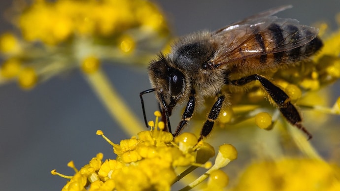 Why do honey bees die after stinging humans? Science has the answer