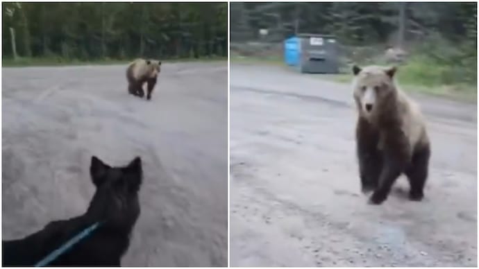 Woman stares down charging grizzly during terrifying hike with dog in Canada (Photos: Tony Lane/X) Woman stares down charging grizzly during terrifying hike with dog in Canada
