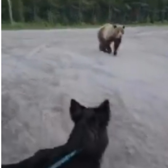 Woman stares down charging grizzly during terrifying hike with dog in Canada