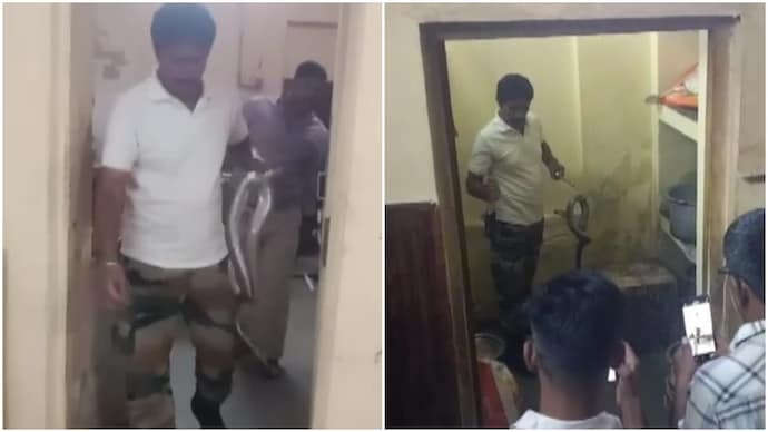 5 foot black cobra found in kitchen of Rajasthan juvenile home
