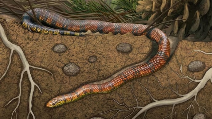 75-million-year-old snake reveals how reptiles evolved alongside dinosaurs