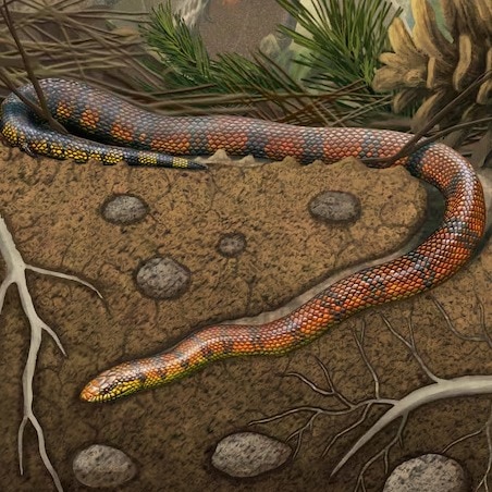 75-million-year-old snake discovered: Ancient fossil reveals unknown history