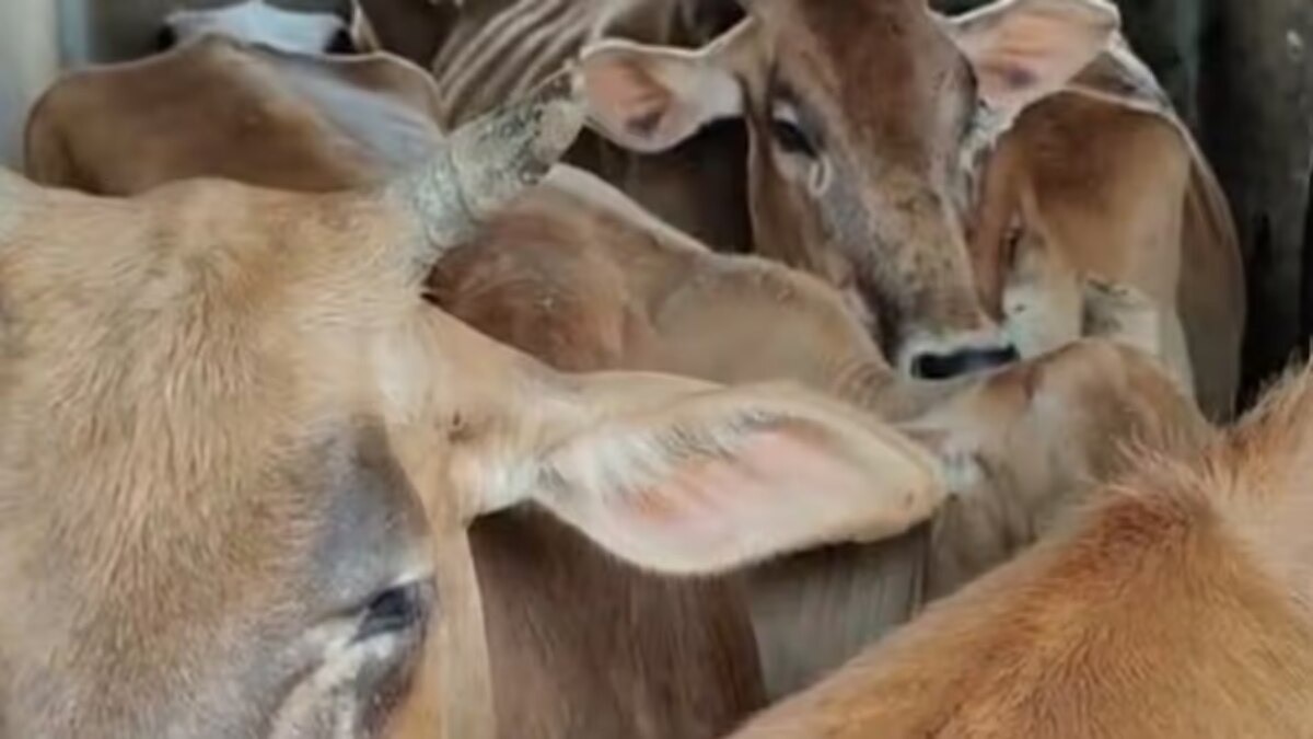 Cattle smuggling case: UP Police trace Rs 80-100 crore network across Bihar and West Bengal Cattle smuggling case: UP Police trace Rs 80-100 crore network across Bihar and West Bengal