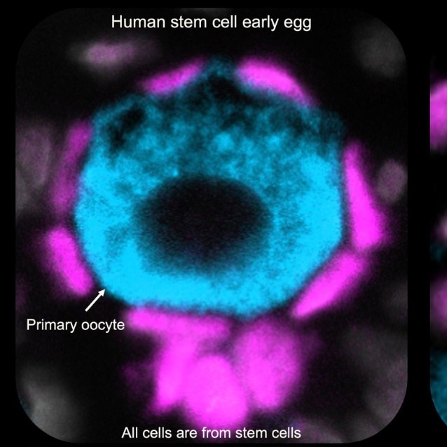 Can human egg cells be created from blood sample? Scientists say yes