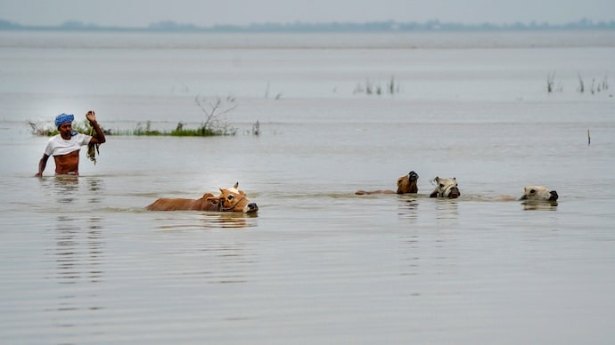 A man guides cattle through floodwaters to a safer place after floodwaters submerged low-lying areas in Assam's Morigaon district. (Photo: PTI)