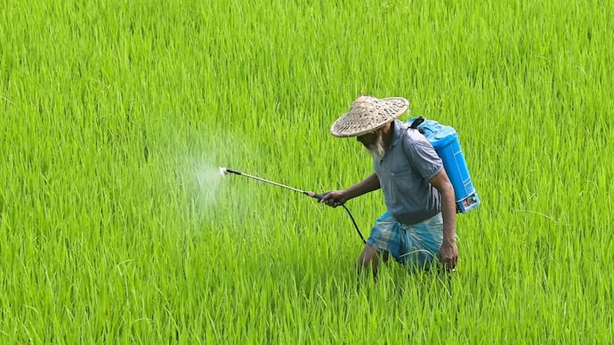 A worker sprays insecticide in a paddy field in West Bengal's Nadia. (PTI Photo)