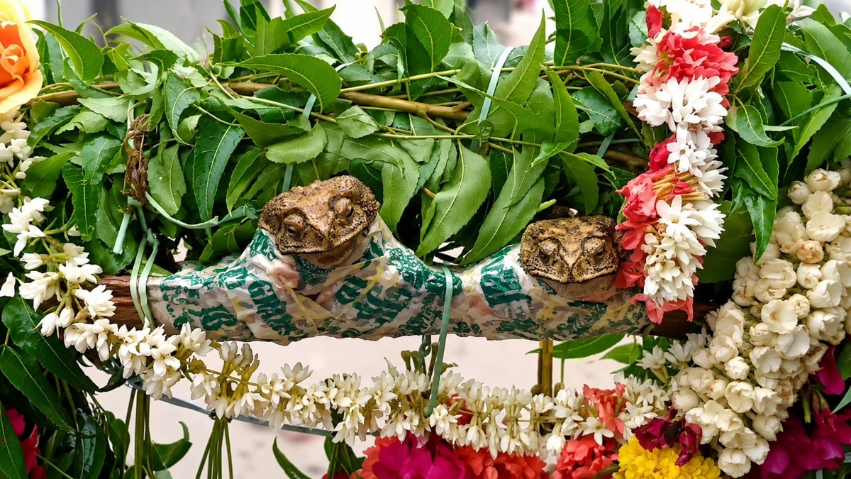 Video: Drought-hit Andhra villagers hold frog wedding to pray for rain