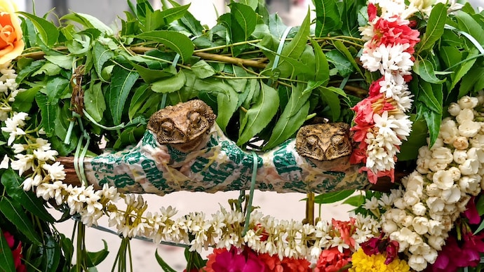 After the wedding, the frogs were placed in baskets and taken in a procession through the village.