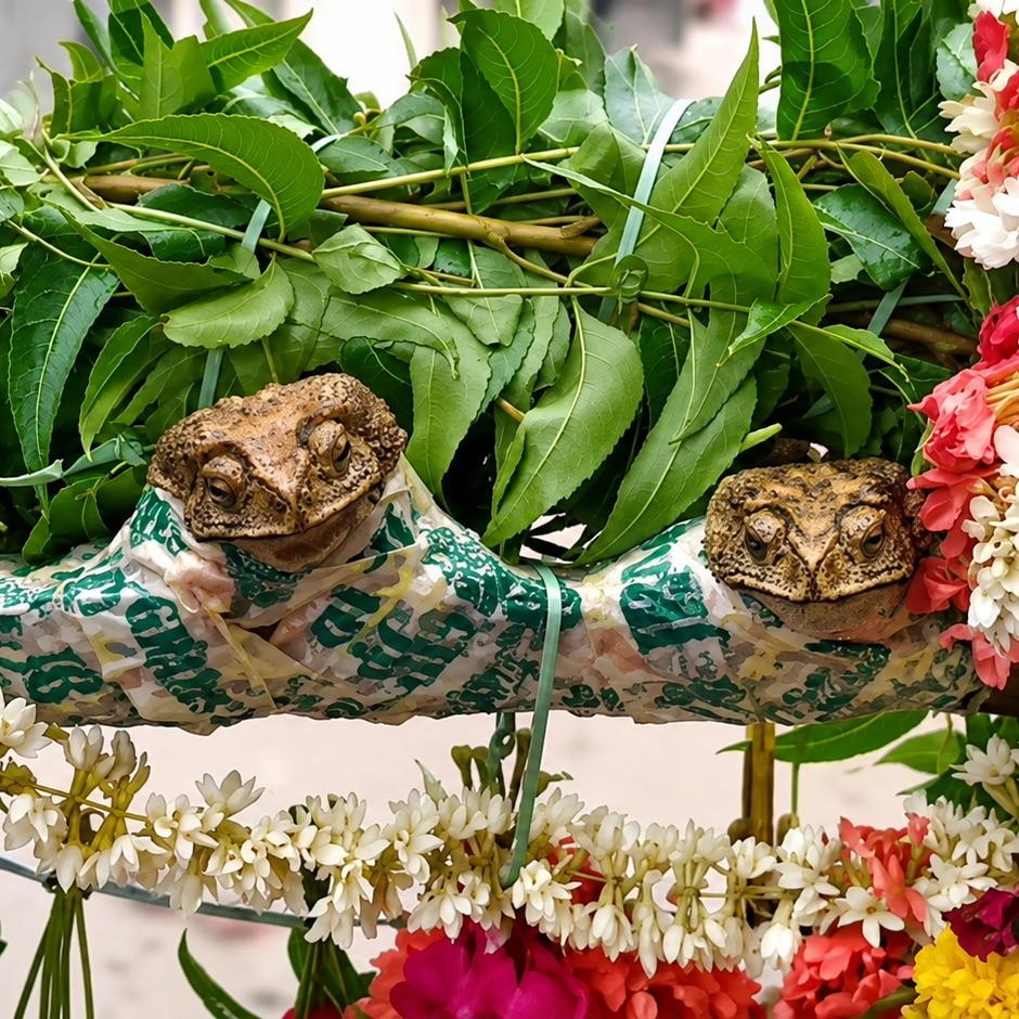 After the wedding, the frogs were placed in baskets and taken in a procession through the village.
