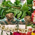 After the wedding, the frogs were placed in baskets and taken in a procession through the village. After the wedding, the frogs were placed in baskets and taken in a procession through the village.