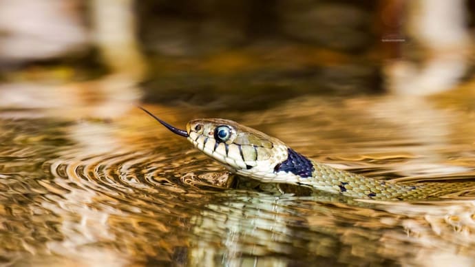 Almost 900 snakes escape China breeding farms during floods, residents bitten