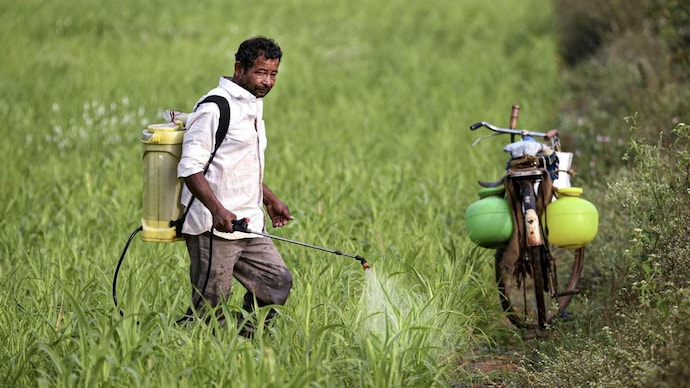 Atrazine stays approved for maize, sugarcane and pearl millet in India. (Representative photo: PTI)