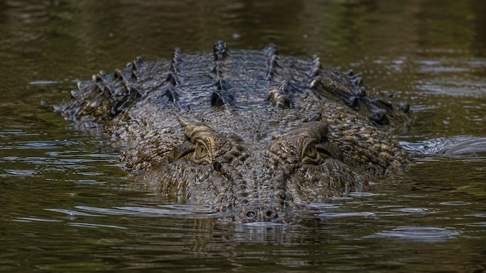 Bahraich crocodile attack