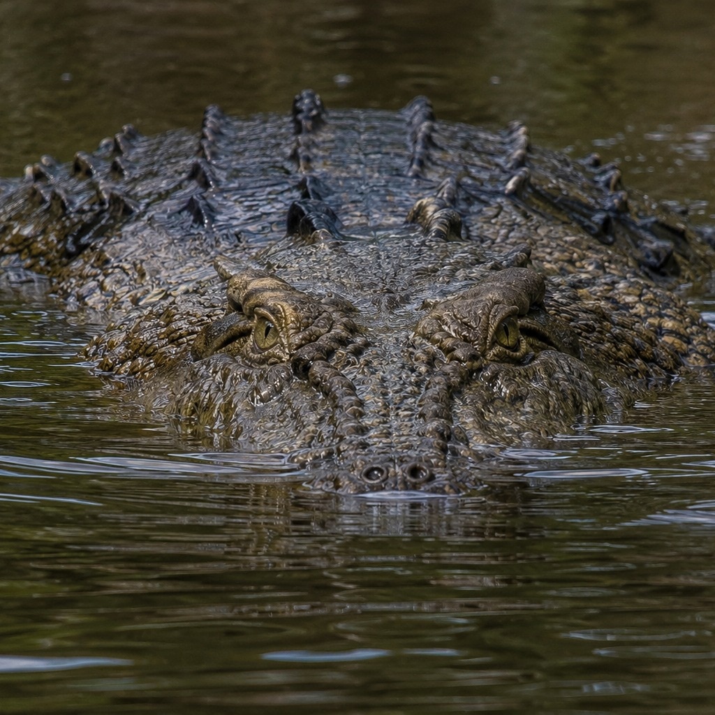Crocodile grabs boy at riverbank, drags him into water; uncle watches helplessly