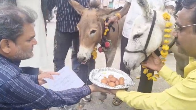 Bhopal residents feed gulab jamuns to donkeys, the reason will take you by surprise