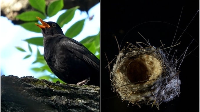 Birds near Ukraine's frontline are building nests with fibre optic cables. Here's why