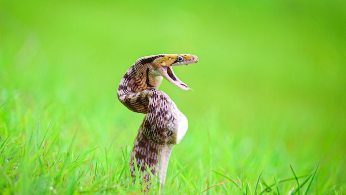 Bitten by a snake? Here's how the same snake could also save you