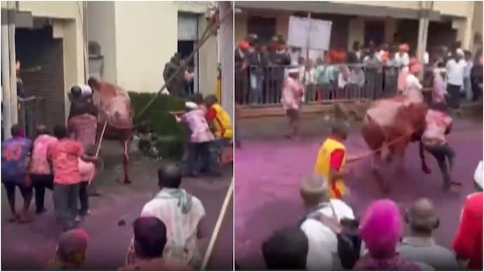 Bull goes out of control at Maharashtra event Bull goes out of control at Maharashtra event
