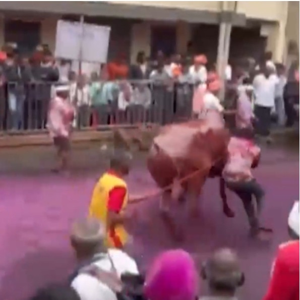 Bull goes out of control at Maharashtra event, leaves 6 injured