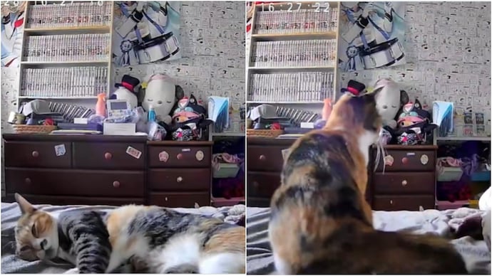cat