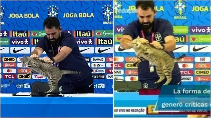 Brazil's press team 'disrespected' a cat during 2022 Qatar World Cup and then a 'curse' followed. (Photo: X) cat curse