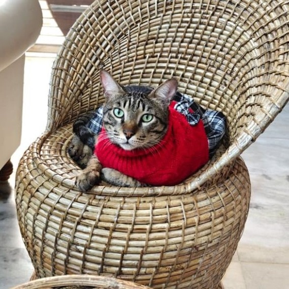 Your beloved cat can now live up to 30 years. Science says how