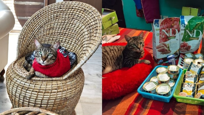 Cats almost always die of kidney disease because they cannot activate a waste-clearing protein other mammals use freely. Could a protein one day push feline lifespans towards 30 years? (Photo: Radifah Kabir/India Today)