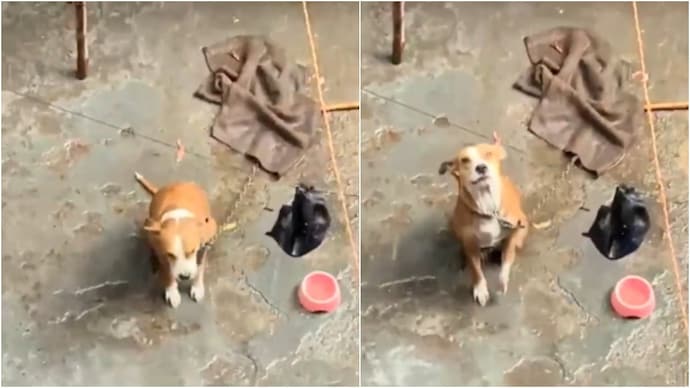 chandigarh dog