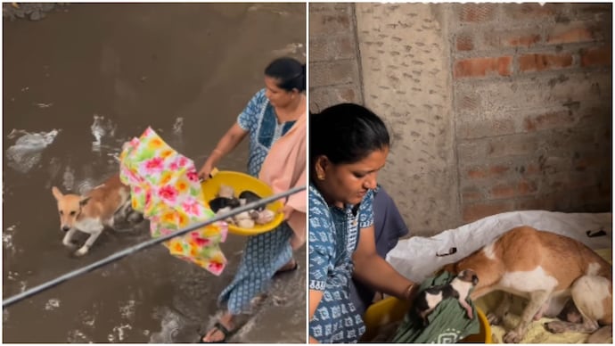 chennai family dog rescue amid rain
