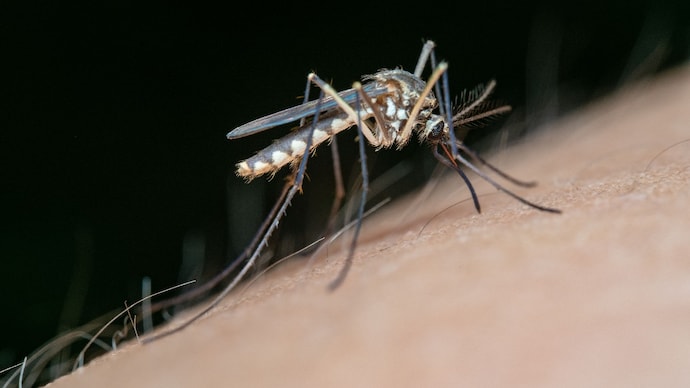 Chikungunya can cause severe joint pain that may persist for months after infection.(Photo: Pexels) Chikungunya can cause severe joint pain that may persist for months after infection.(Photo: Pexels)