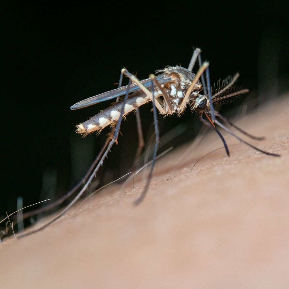 US issues travel advisory amid chikungunya outbreak: Here's what doctor explains