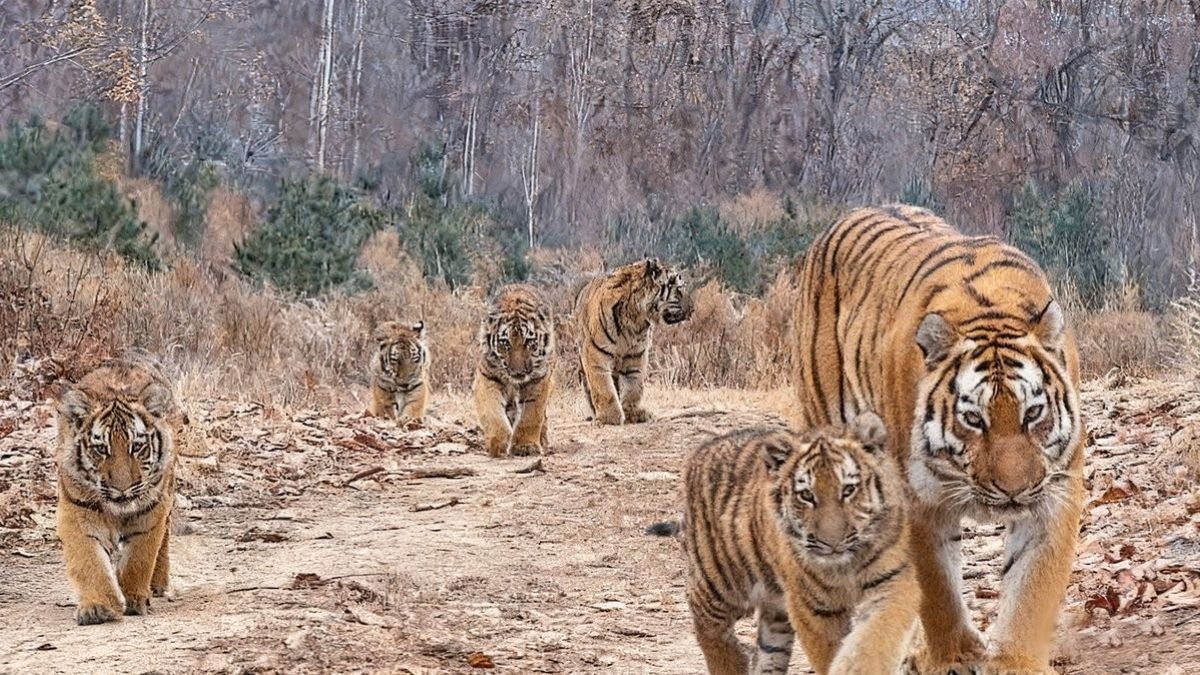 Tiger breeding boom in UP's Pilibhit Reserve, 22 cubs spotted in 7 months