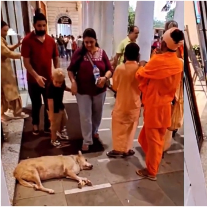 Delhi boy throws stone at dog sleeping in CP. People noticed his parents' reaction