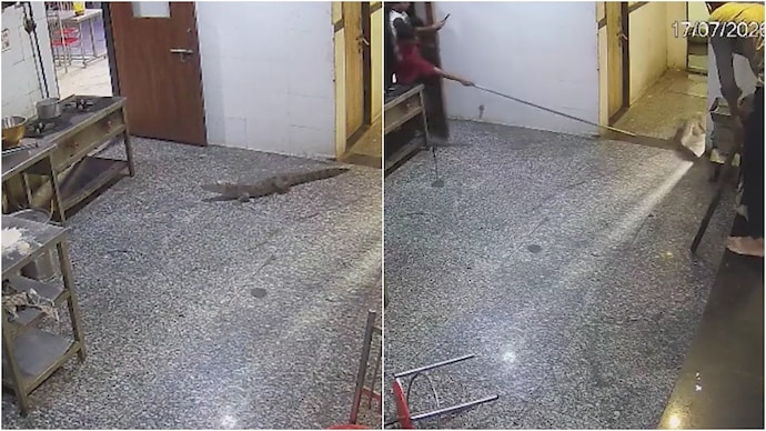 crocodile