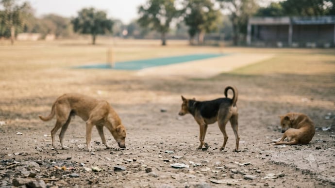 Dogs