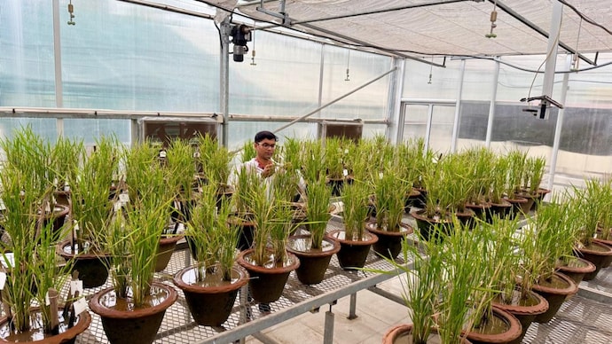 Dr Kutubuddin Ali Molla among the edited rice lines, the slow, patient stretch of the work where a promising edit must prove itself plant by plant. (Photo: By special arrangement)