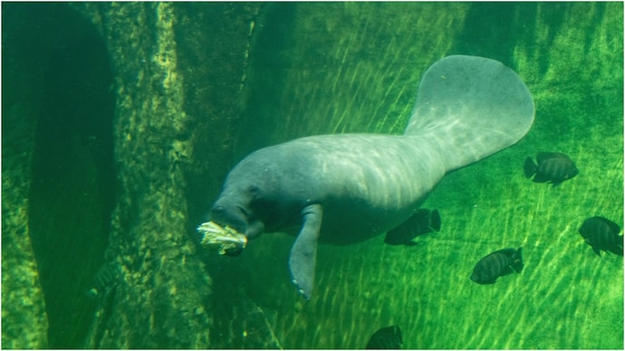 dugong