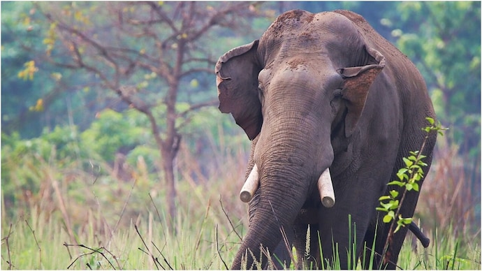 elephant